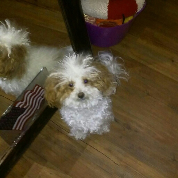 Meet your Posher, Pamela - Picture 5 of 11